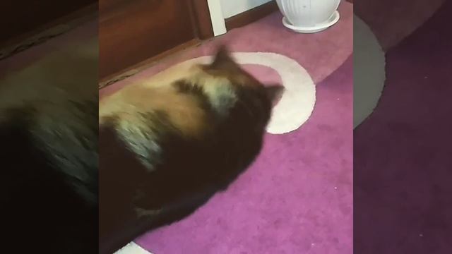 Вот что делает Рой после того как покушает и поест )) смотреть онлайн