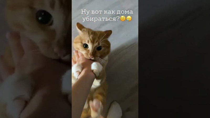 кот кошка cat девушка женщина girl