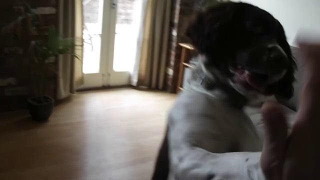 english springer spaniels tricks (THE BEST ) 2! смотреть онлайн