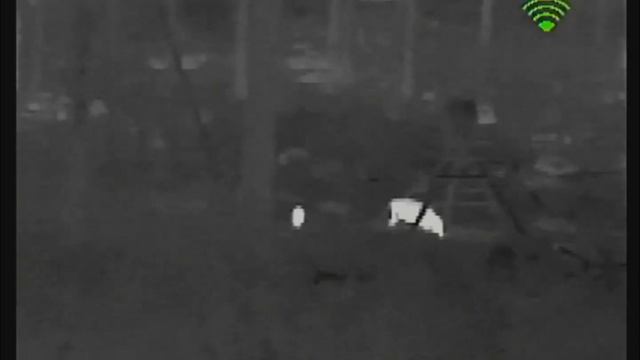 Dali 25 Spot af Vildsvine so med unge смотреть онлайн