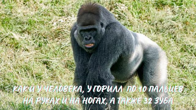 Гориллы. Интересно знать