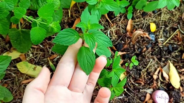 МЯТА ИМБИРНАЯ. Все, что нужно знать о данном сорте мяты. смотреть онлайн