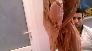 Анатомия. Мужская половая система