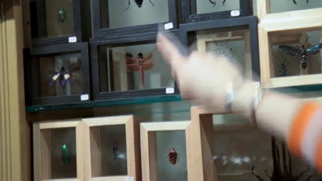 Mom ETC: Top Finds for Future Entomologists смотреть онлайн