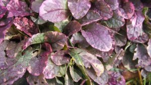 Почвопокровные растения: лучшие в моем саду