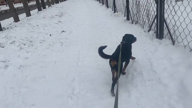 Ротвейлер ,стоит ли купировать хвост,мнение.