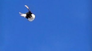 20,01,2022 Мелитопольские голуби.