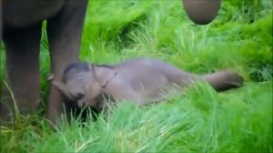 Смешные слонята