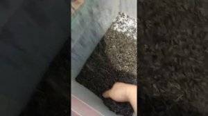 Сортировка - Семечки