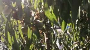 СОЗРЕЛ МОЙ МИНДАЛЬ🌰
