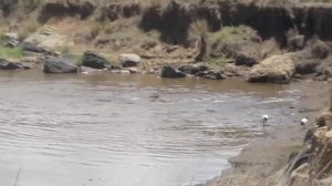 Часть 4 заключительная .Кения .Масаи-Мара. Крокодилы сожрали Зебр при переправе через реку Мара