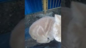 Пусть В Твои Окна, Смотрит Беспечный, Розовый Вечер!!!?