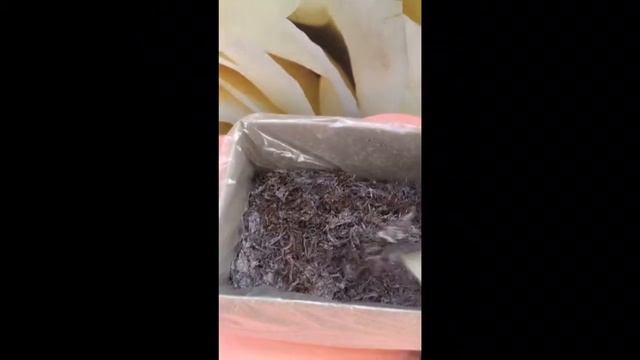 Набор для выращивания грибов у себя дома, для взрослых и детей смотреть онлайн