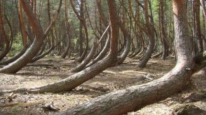 Вот те раз! А лес-то пьяный