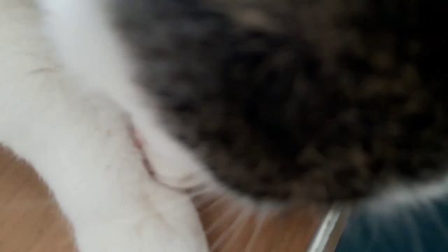 #КотикВася