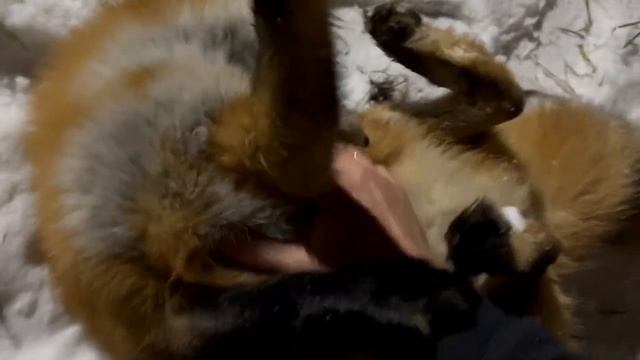 Алиса лиса. Игра с довольной лисой! смотреть онлайн