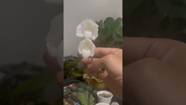 My Paphiopedilum niveum  PKL 1206