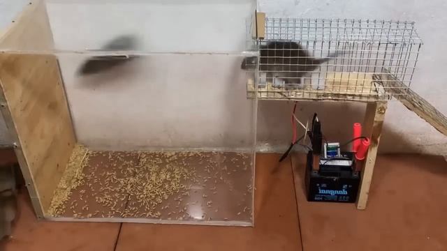 ⚡ОПАСНО⚡ Высоковольтная электро мышеловка в действии смотреть онлайн