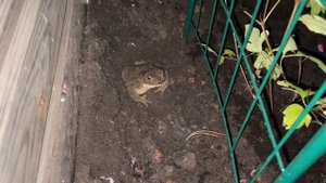 ЖАБА Дуся поймала КОМАРА. Toad catches a mosquito