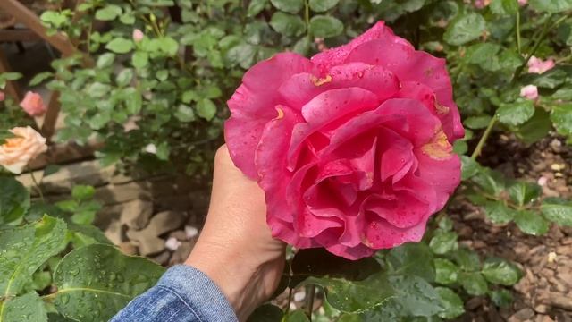 Самые красивые розы моего сада смотреть онлайн