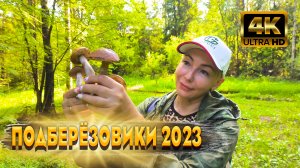 УРА, Дождались! Первые Благородные Грибы Сезона 2023. Подберезовики В Июне. Тропа Грибника.