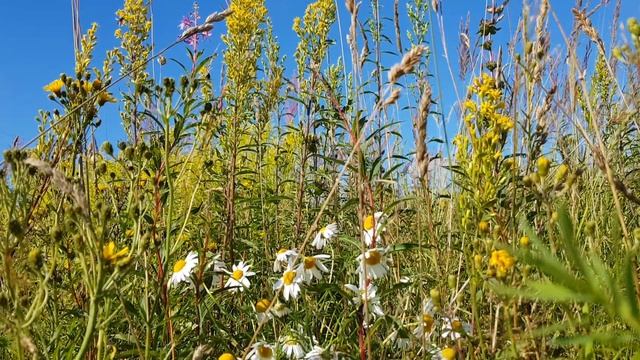 Сказка детям. Приключение Гномов. смотреть онлайн