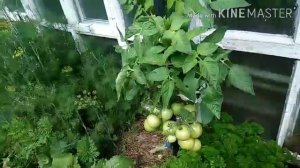 Томат Любовь моя. Обзор и дегустация.