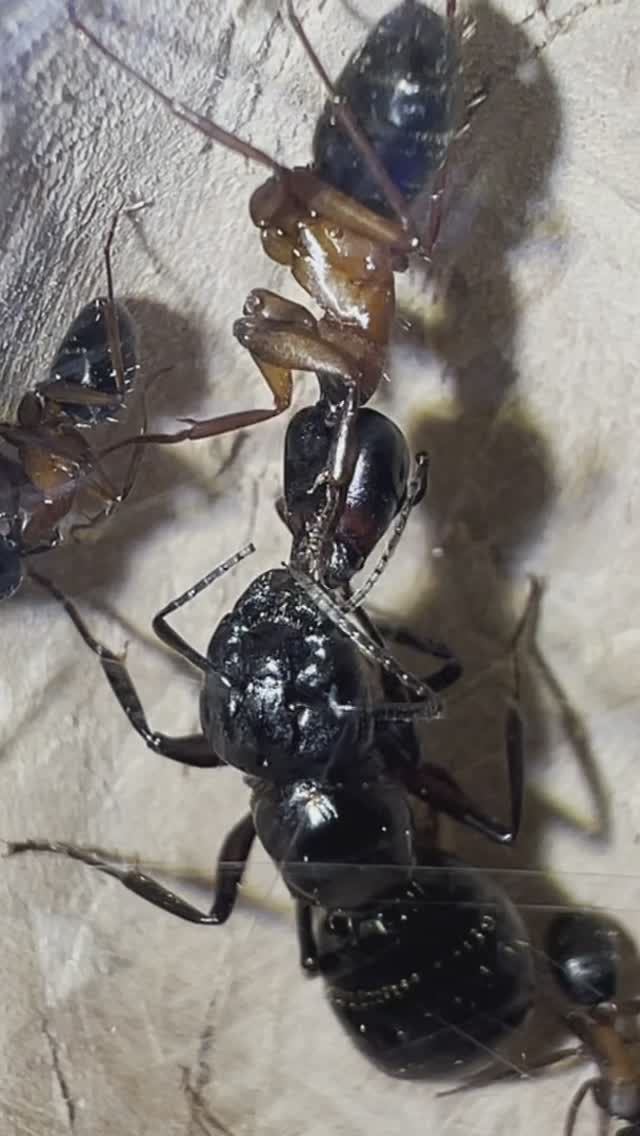 Трофаллаксис Camponotus saxatilis