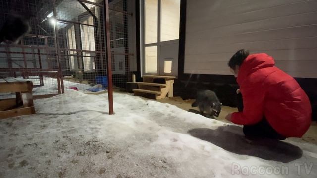 ПРИУЧАЮ ЕНОТА К РУКАМ / Зефирка взяла утенка на прогулку смотреть онлайн