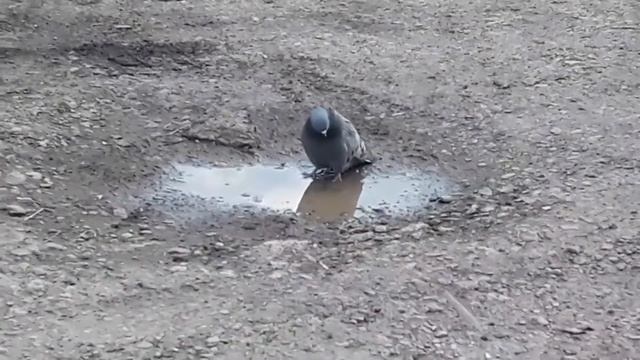 Грустный голубь, в пасху, покормил семечками. смотреть онлайн