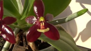 Ещё немного красоты нацвело  Trichocentrum lanceanum,Gram.Scriptum, и любимые фаленопсисы )