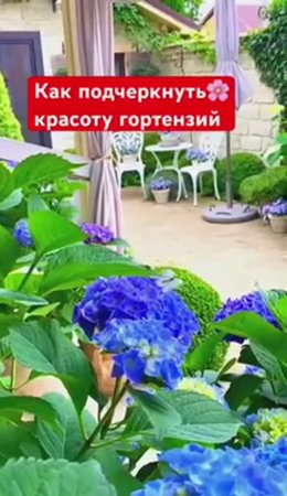ГОРТЕНЗИЯ ХОРОШО, а ТАК - еще лучше!