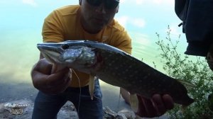 Судак. Ловля судака щуки на живца.2022.