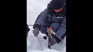 Жерлица-автомат Вашина, работа в действии.