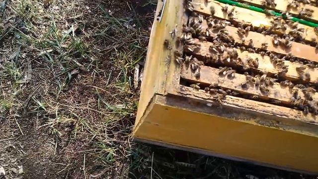 Вывод маток.Семья воспитательница без удаления матки через решетку ганемановскую смотреть онлайн