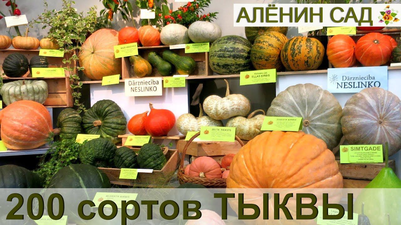 ТЫКВЫ 200 сортов в Музее природы от клуба Томат!