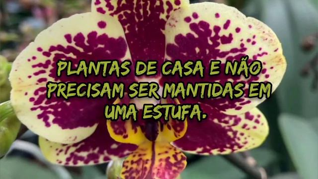 Como Cuidar Das Orquideas Dentro De Casa/ Como Cultivar Orquideas смотреть онлайн