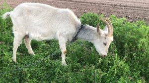 Самая вкусная трава - та, до которой невозможно дотянуться)))