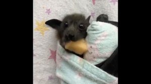 Я ужас, летящий на крыльях ночи