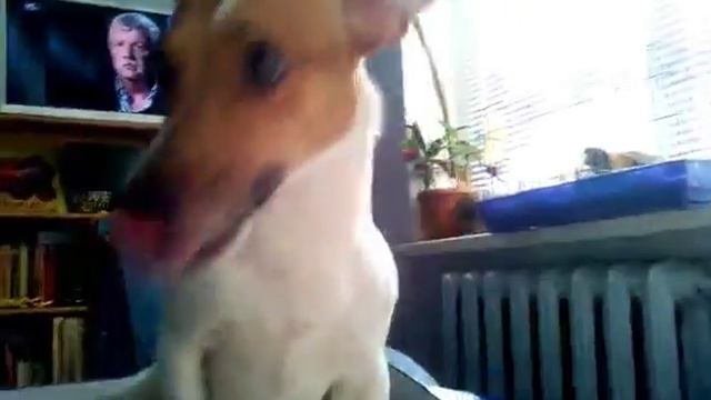 Лакки смешно чихает.  Днек рассел терьер