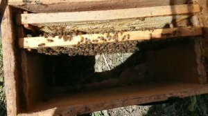 Двухматочное содержание семьи