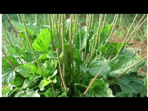 Сироп из подорожника- лечение верхних дыхательных путей 1qS1w1-JxZU смотреть онлайн