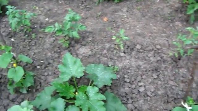 Установил опоры и подвязал помидоры и огурцы смотреть онлайн