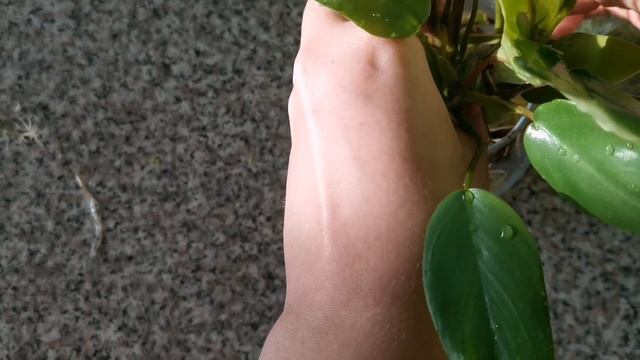 ВПЕРВЫЕ САЖАЮ В МОХ | филодендрон (?) смотреть онлайн