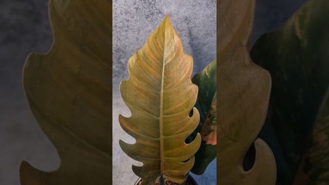 Филодендрон Карамель Марбл вариегатный