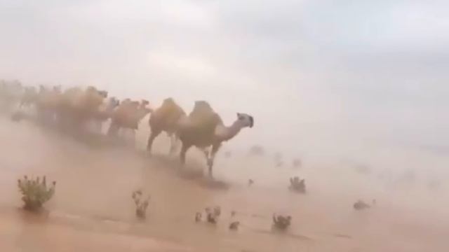 Наводнение в пустыне 2023. Наводнение в саудовской аравии. Наводнение в саудовской аравии. Потоп в саудовской аравии. Потоп в саудовской аравии.