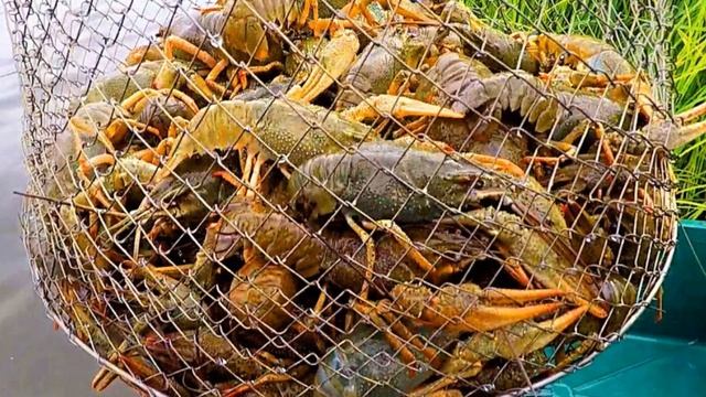 ? КАК ЛОВИТЬ РАКОВ? смотреть онлайн