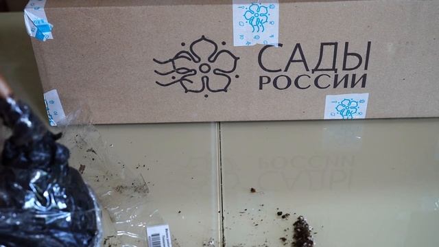 Сады России. Распаковка посылки с саженцами. смотреть онлайн