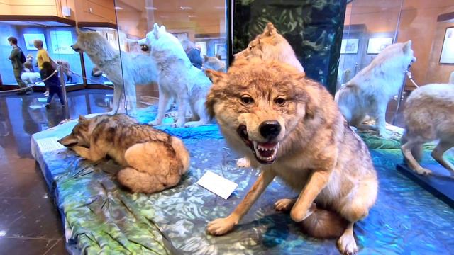 Дарвиновский музей смотреть онлайн