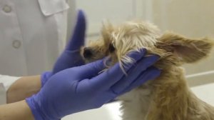 Ветеринарная медицина Мастер класс "Общее исследование животного"